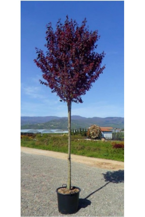 Prunus cerasifera