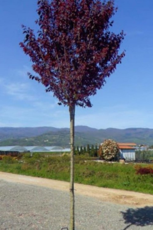 Prunus cerasifera
