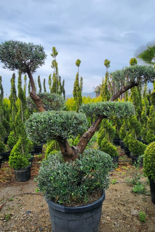 Zeytin ağacı bonsai