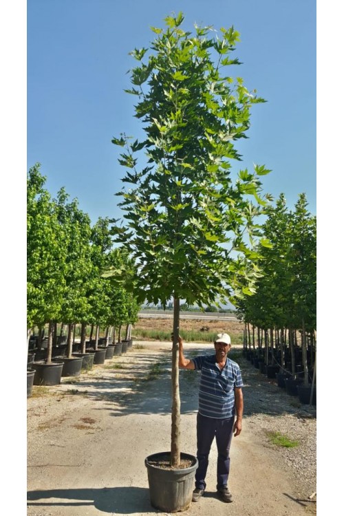 Platanus orientalis