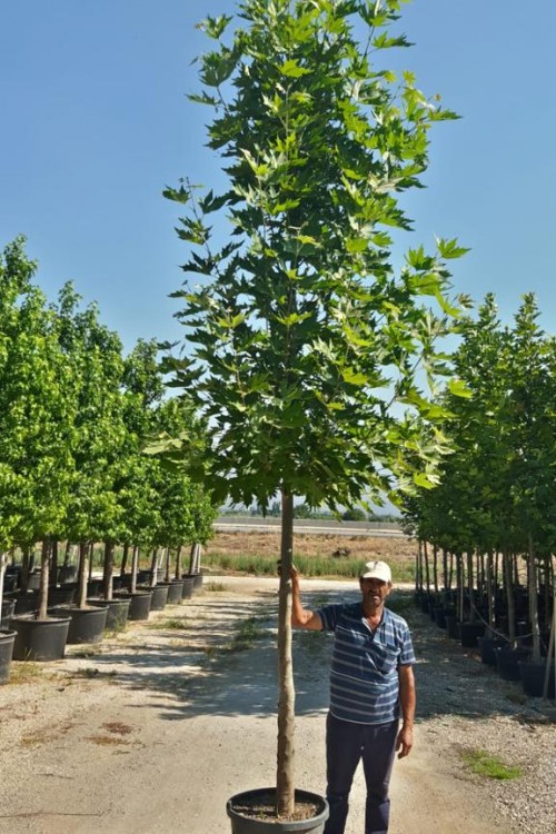 Platanus orientalis