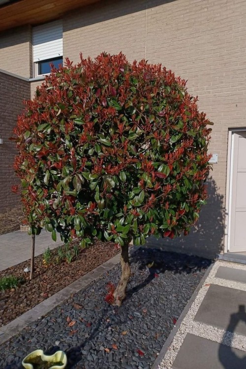 Photinia serrulata 'Tek Top'