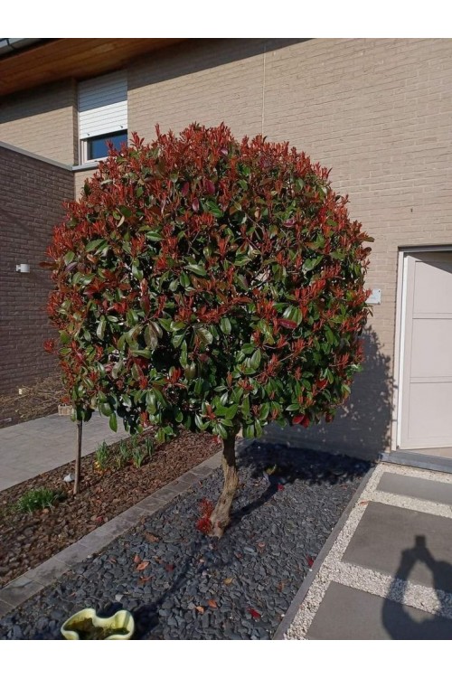 Photinia serrulata 'Tek Top'