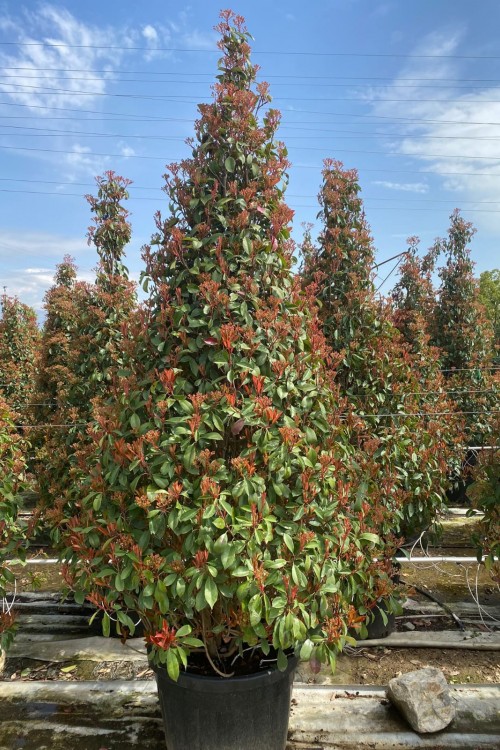 Photinia serrulata