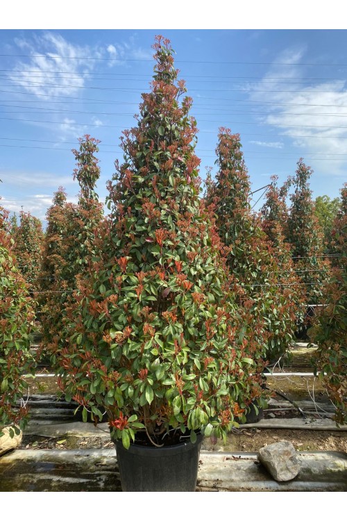 Photinia serrulata