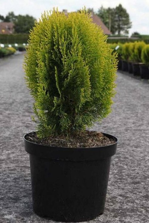 Thuja orientalis 'Compacta Nana