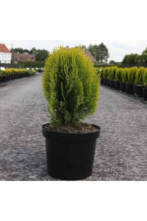 Thuja orientalis 'Compacta Nana