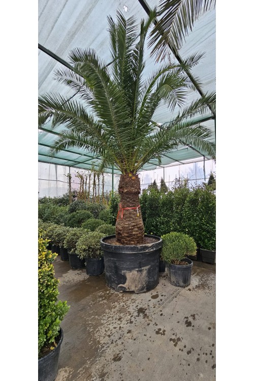 Phoenix roebelenii