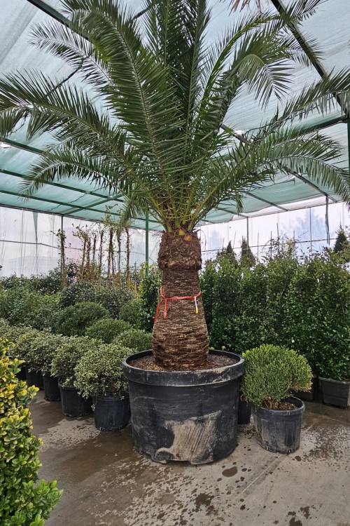 Phoenix roebelenii