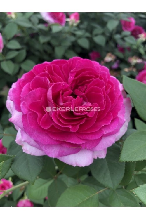 Frulein Maria