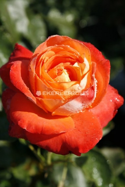 Königin Der Rosen