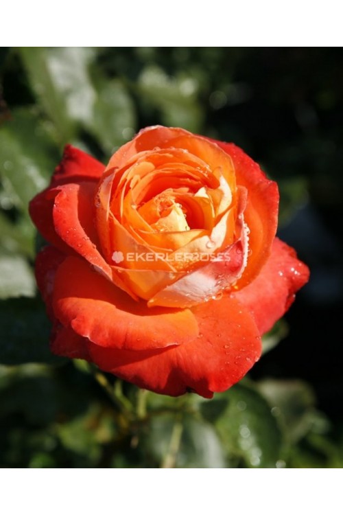 Königin Der Rosen