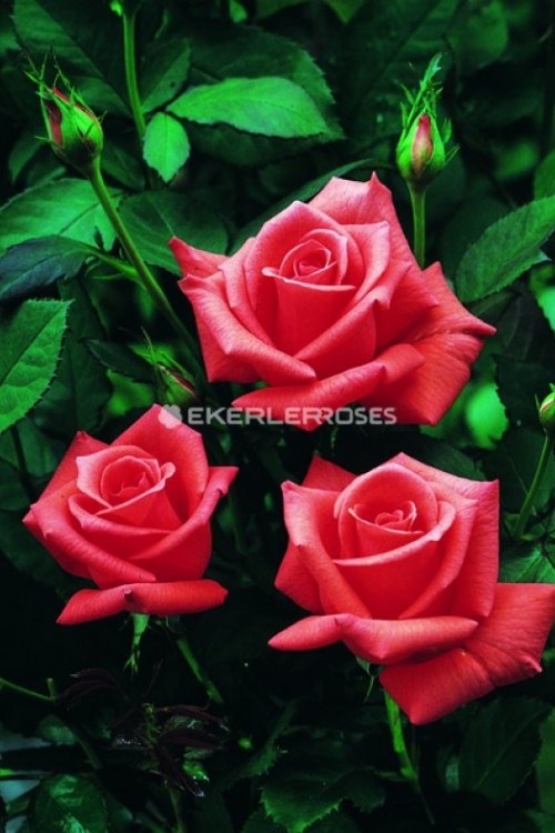 Lady Rose