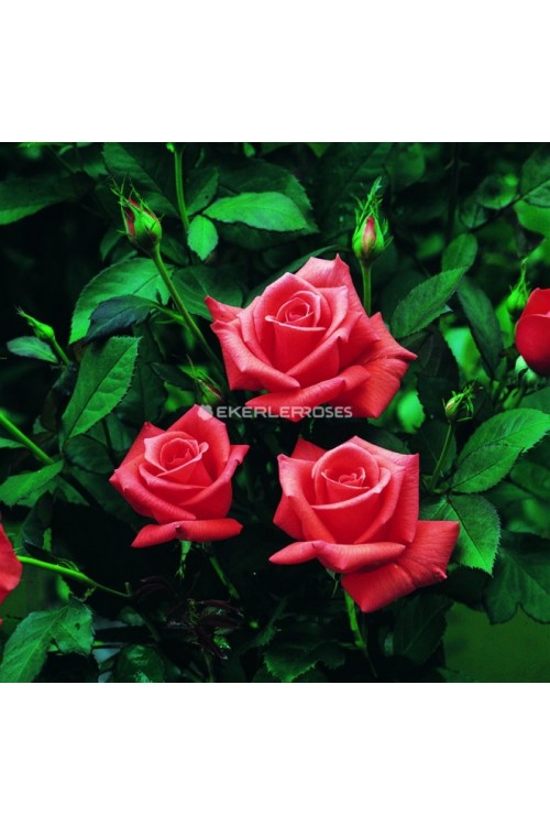 Lady Rose