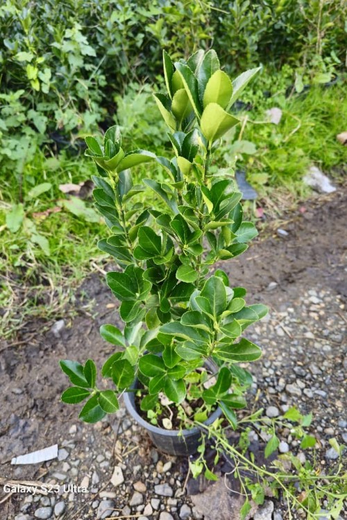 Euonymus Japonica