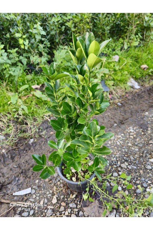 Euonymus Japonica