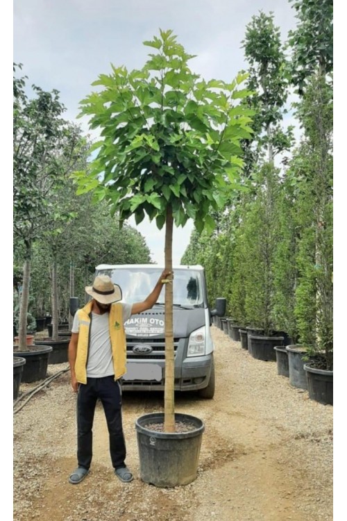 Morus platanifolia