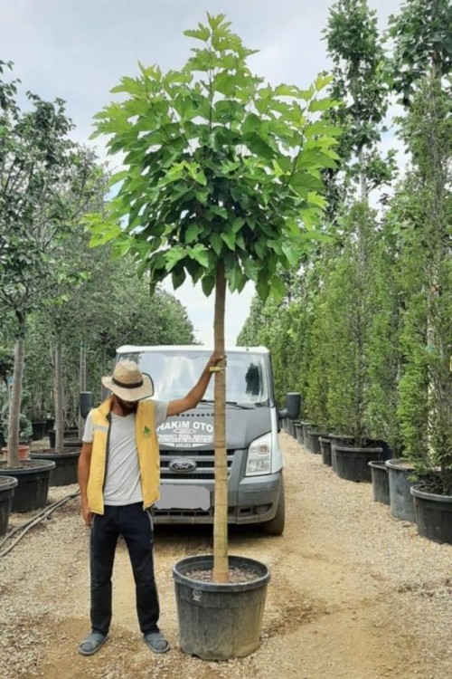 Morus platanifolia