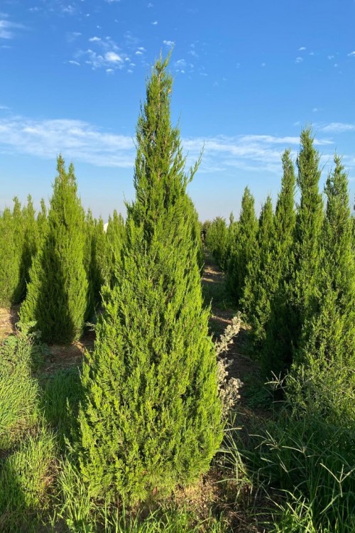 Juniperus chinensis spartan
