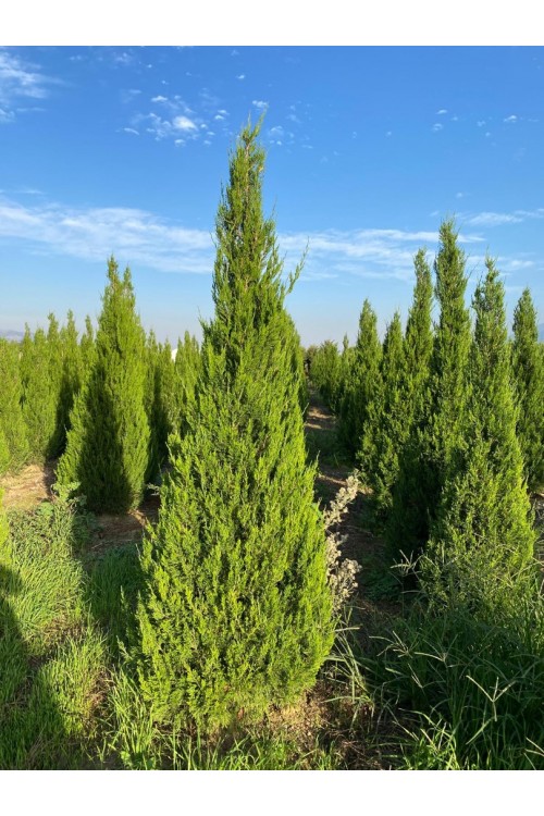 Juniperus chinensis spartan