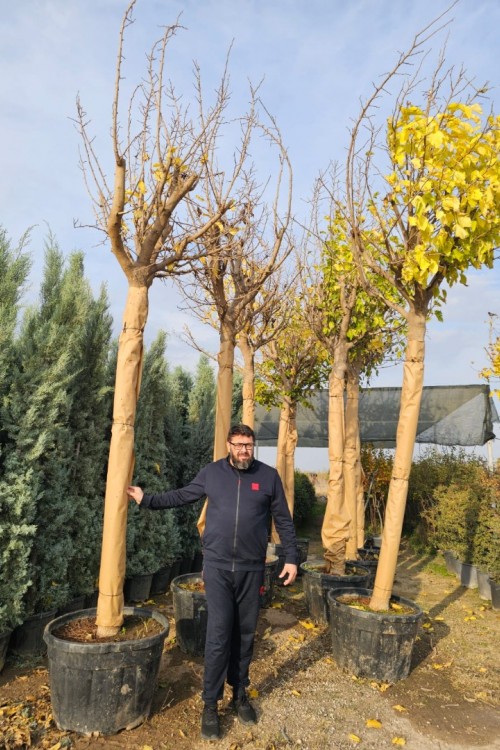 Morus platanifolia 30-35