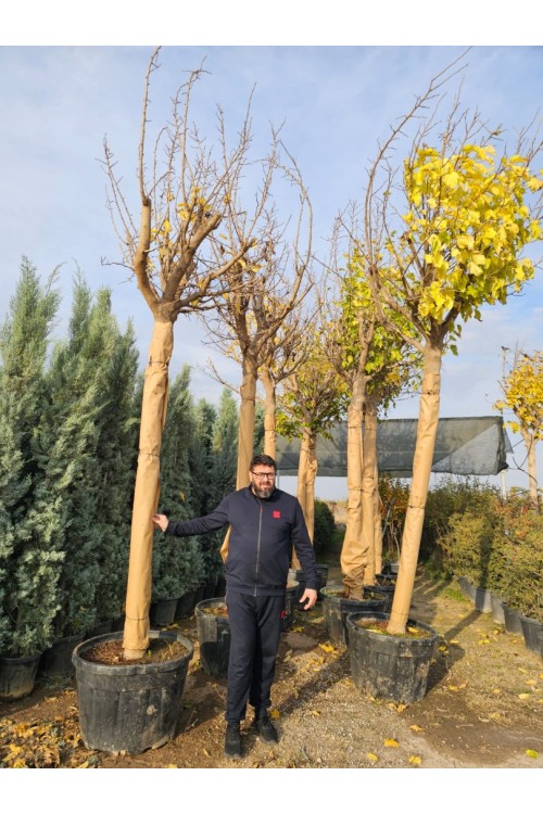 Morus platanifolia 30-35