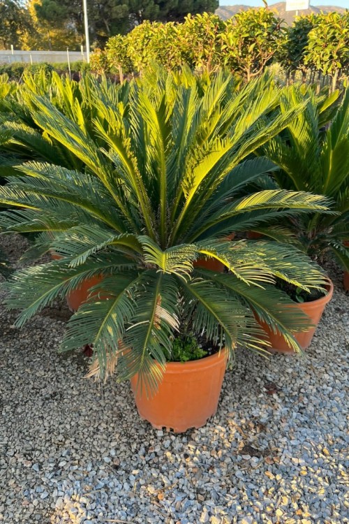 Cycas revoulata