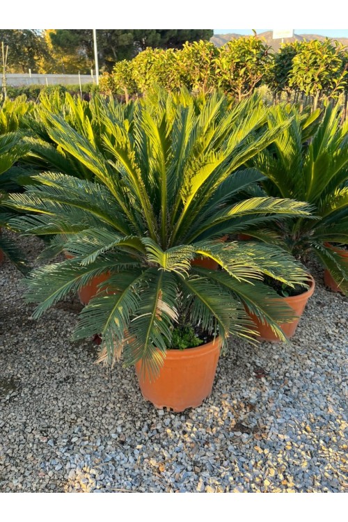 Cycas revoulata