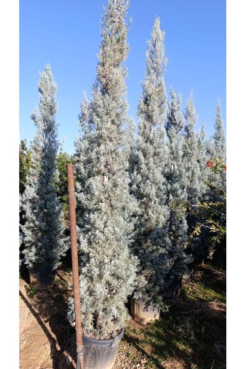Cupressus Arizonica