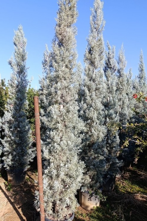 Cupressus Arizonica