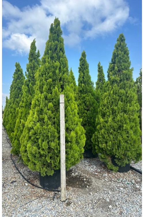 Thuja orientalis pyramidalni