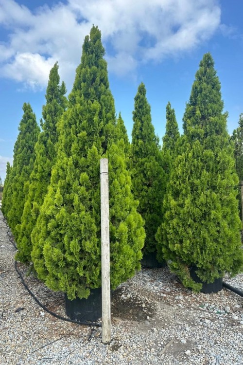 Thuja orientalis pyramidalni