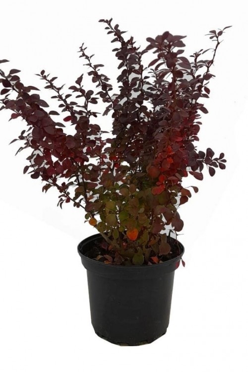 Berberis thunbergii
