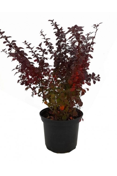 Berberis thunbergii