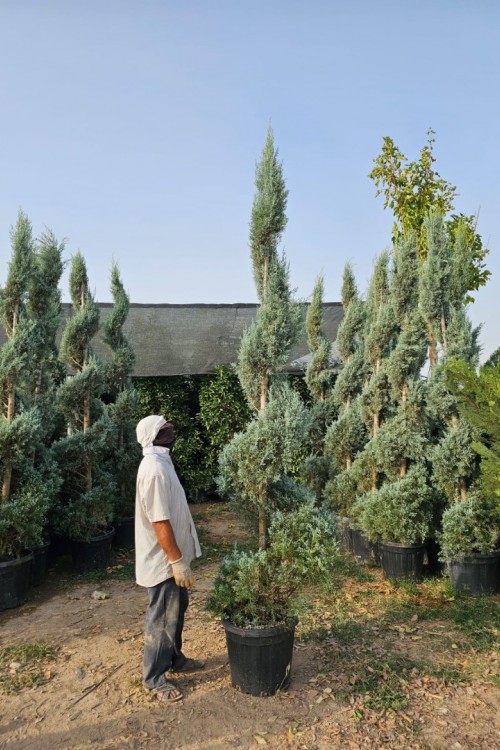Cupressus arizonica spiral