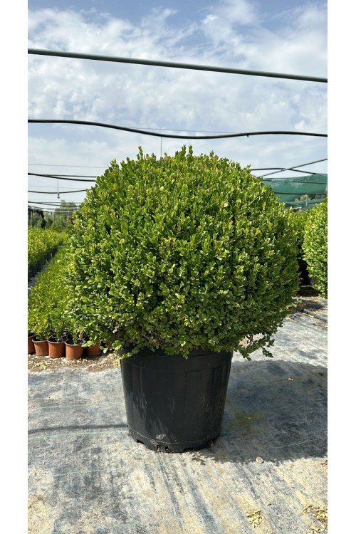 Buxus sempervirens