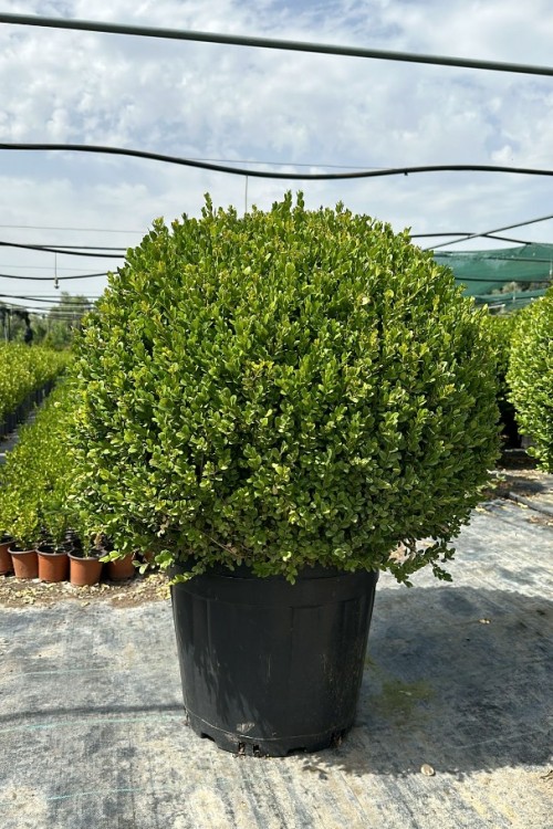 Buxus sempervirens