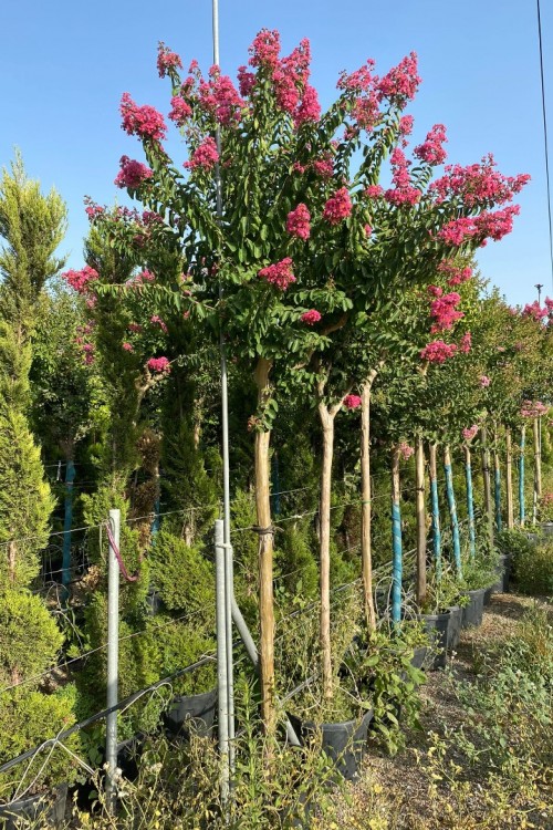 Lagerstromia indica tijli formlu