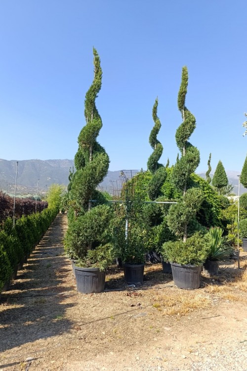 Cupressocyparis leylandii spiral