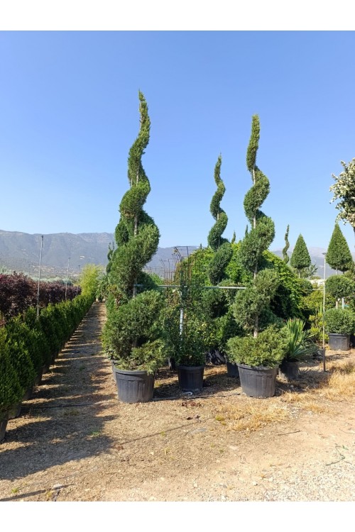 Cupressocyparis leylandii spiral