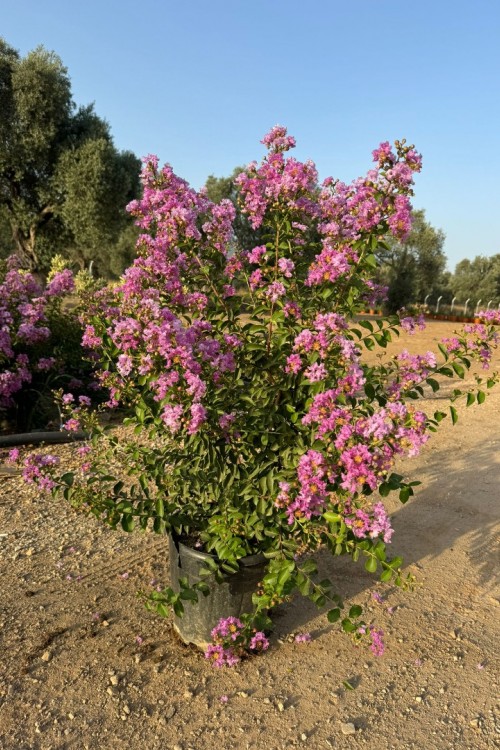 Lagerstromia indica  çalı formlu