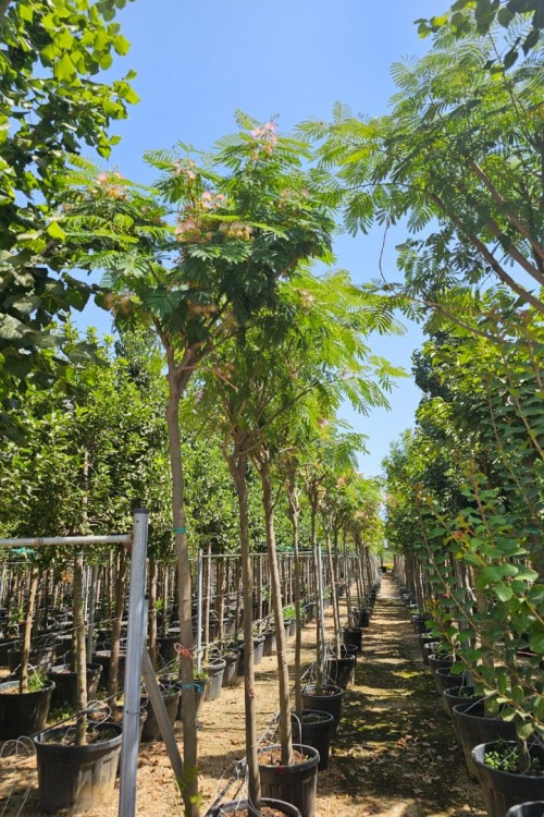 Albizzia jülibrissin