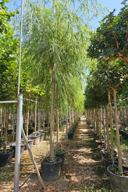 Salix babylonica