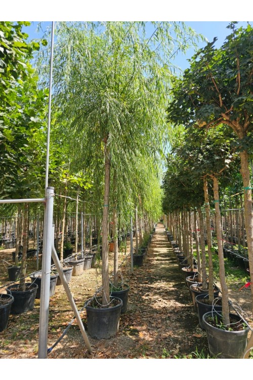 Salix babylonica