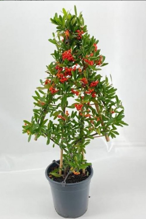 Pyracanta coccinea