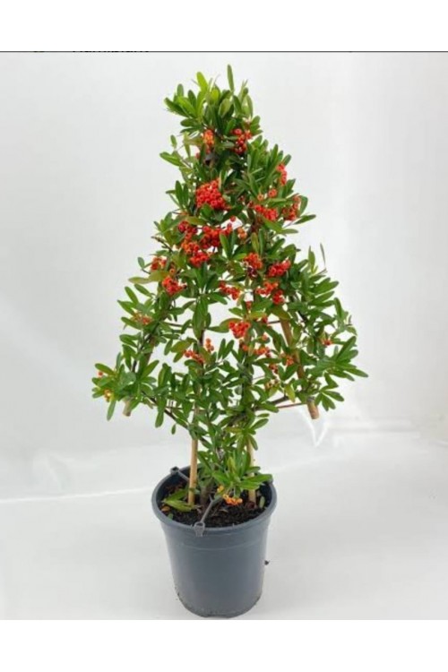 Pyracanta coccinea