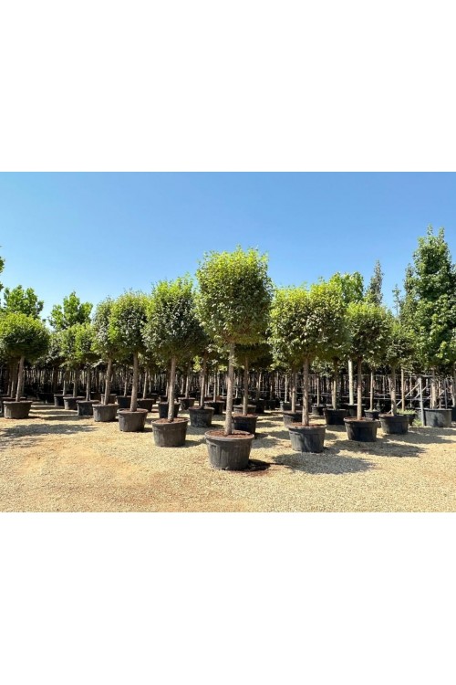 Ulmus Glabra